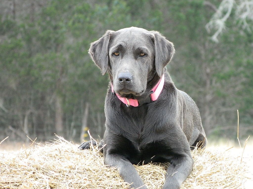 Silver Labs – 3 Weeks Old – Silver Labs for Sale – Dog ...