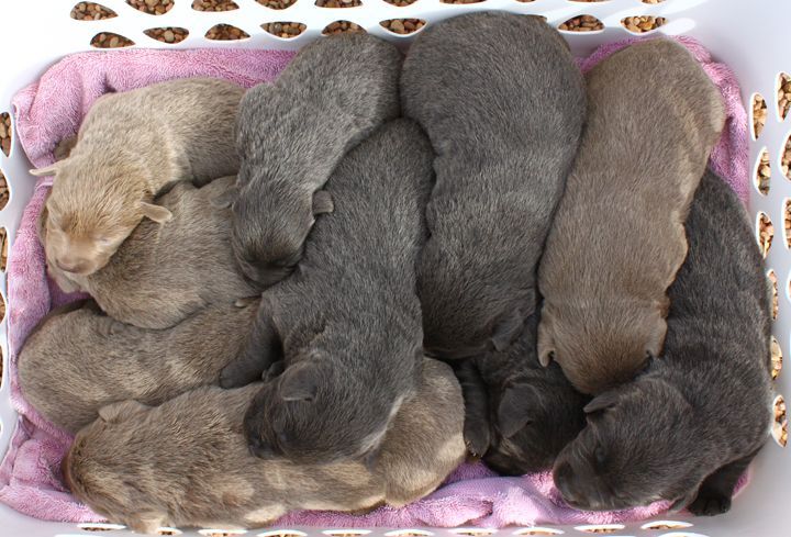 Silver-Lab-Puppies-for-Sale-at-2-weeks-old-012