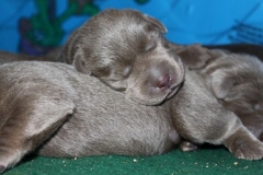 Silver-Lab-Puppies-for-Sale-at-2-weeks-old-001