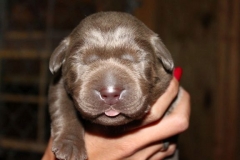 Silver-Lab-Puppies-for-Sale-at-2-weeks-old-006