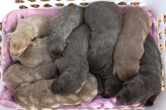 Silver-Lab-Puppies-for-Sale-at-2-weeks-old-012