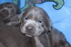 Silver-Lab-Puppies-for-Sale-at-3-weeks-old-002