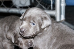 Silver-Lab-Puppies-for-Sale-at-3-weeks-old-003
