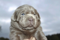 Silver-Lab-Puppies-for-Sale-at-3-weeks-old-005
