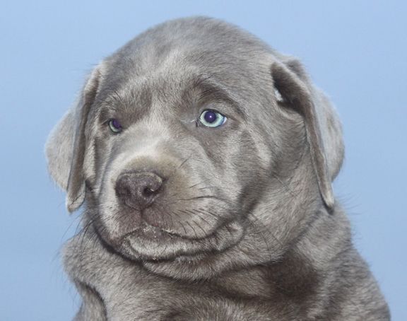 Labrador Puppies for Sale - Silver Labs for Sale - Dog ...