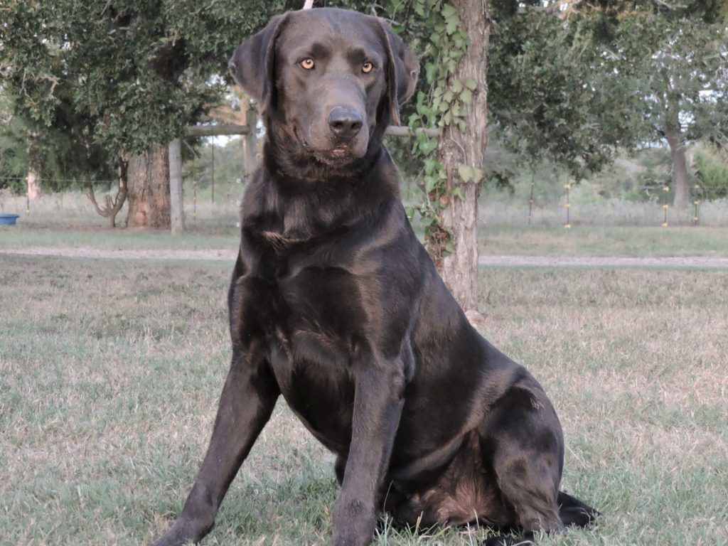 silver lab male