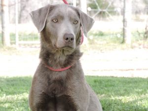 silver female lab