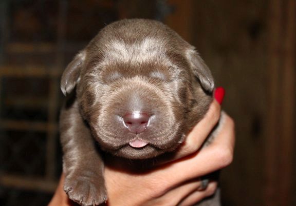 6 week old chocolate lab puppy