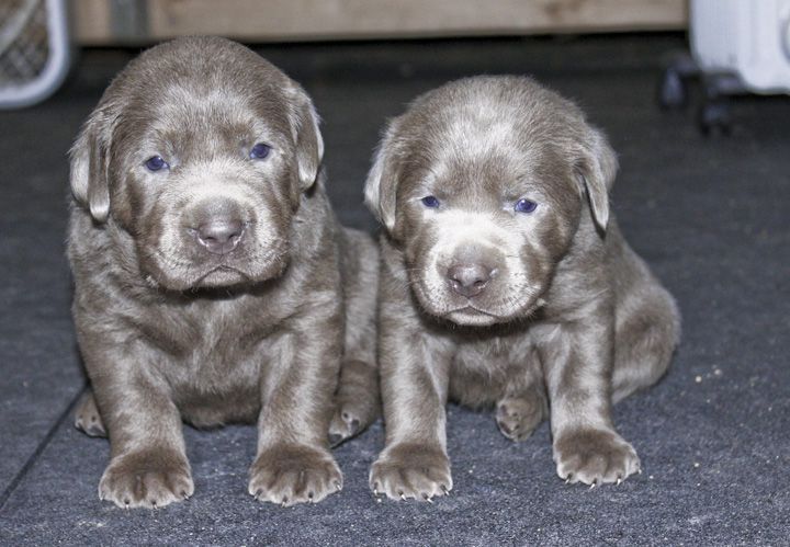 silver lab dogs for sale