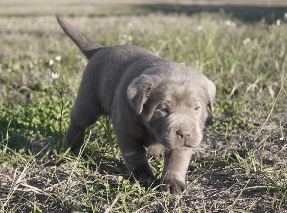 grey labs for sale near me