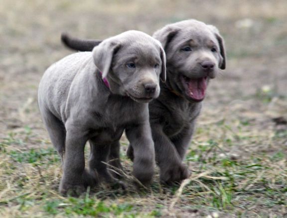 gray labs for sale