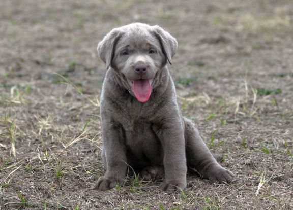 grey labs for sale near me