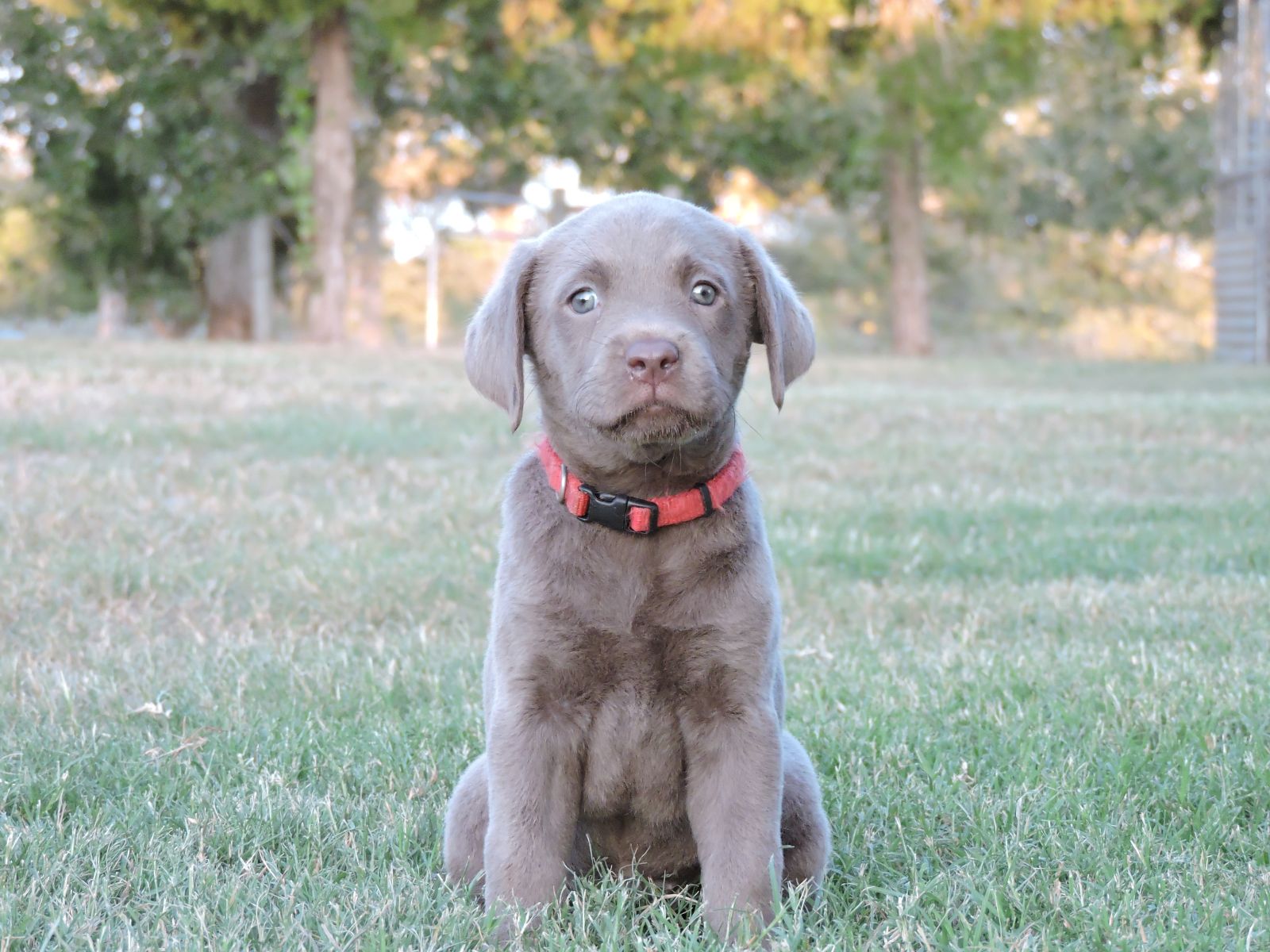 Silver English Lab Puppies For Sale Lab Puppies For Sale