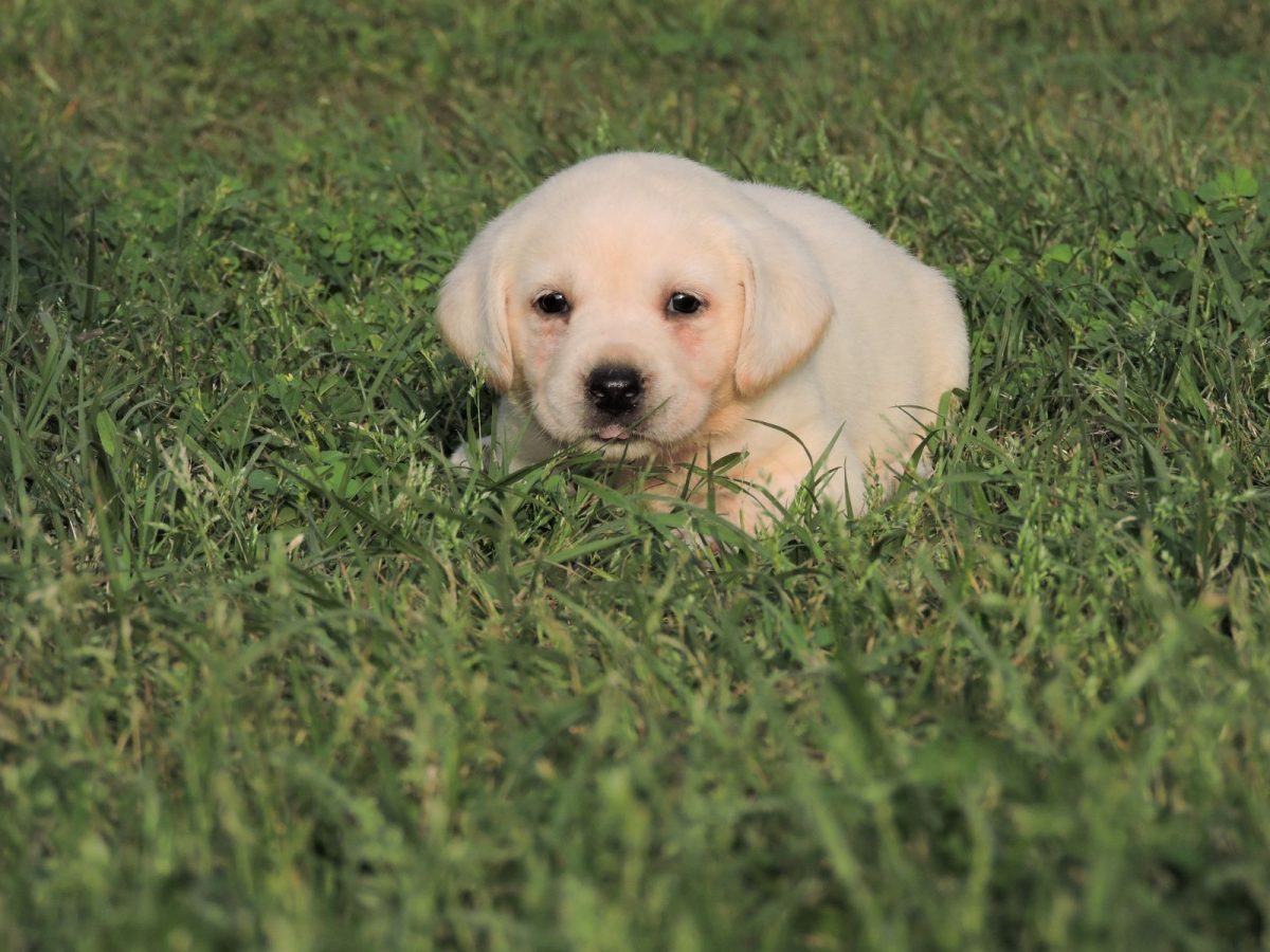 Silver Lab Puppies for Sale Silver Labs for Sale Dog Training Dog