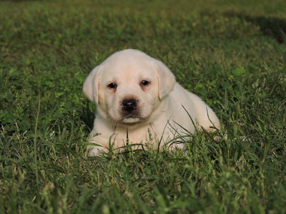 Silver Lab Puppies for Sale Silver Labs for Sale Dog Training Dog