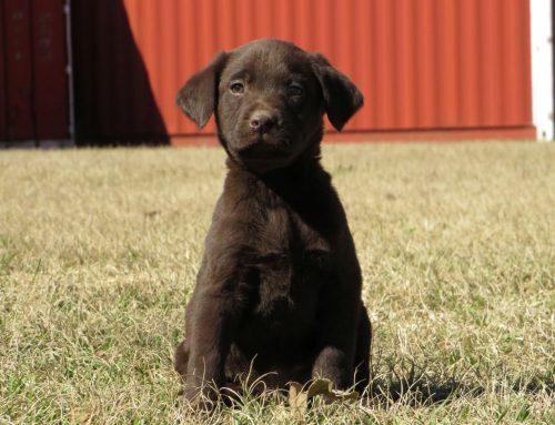 Litter of Puppies for Sale from Coco and Ruger