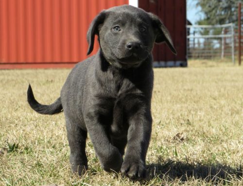 Litter of Puppies for Sale from Remi and R2