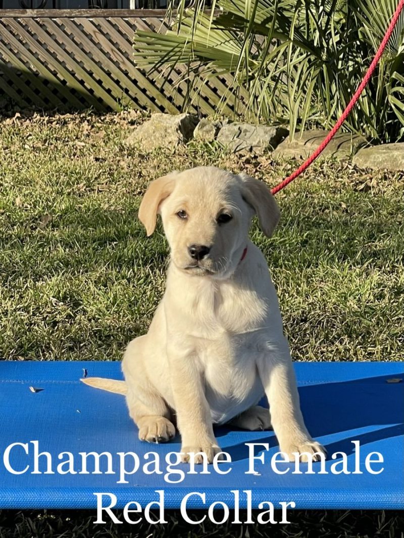 Silver Labs for Sale Dog Training Dog Boarding Serenity Ranch Kennels