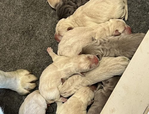 Litter of Puppies for Sale from Karma and Ruger